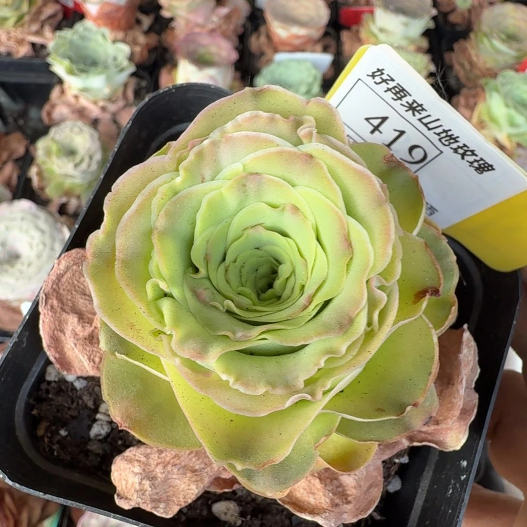 麦兜419号一一一一