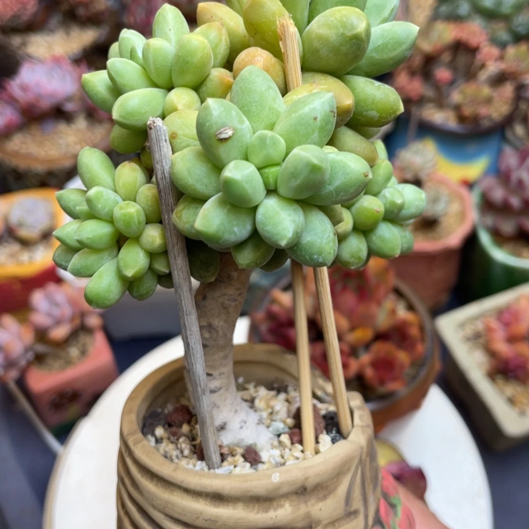 千代田群生香蕉树
