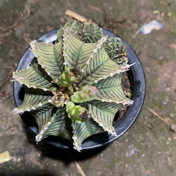 仙人球好好看好漂亮40