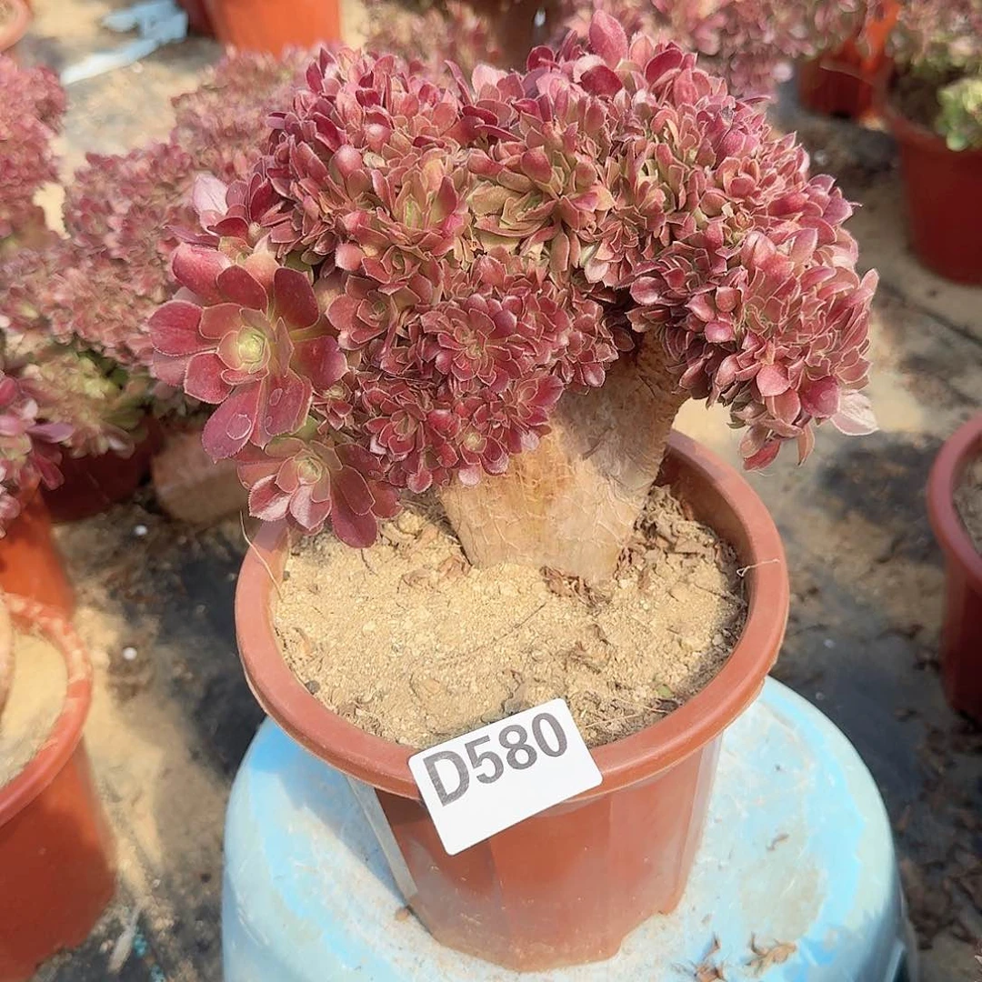 580玫瑰朵朵一颗满28包邮