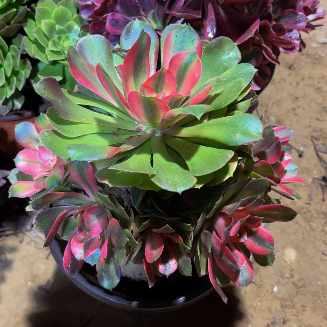 香妃9.9法师木质法师