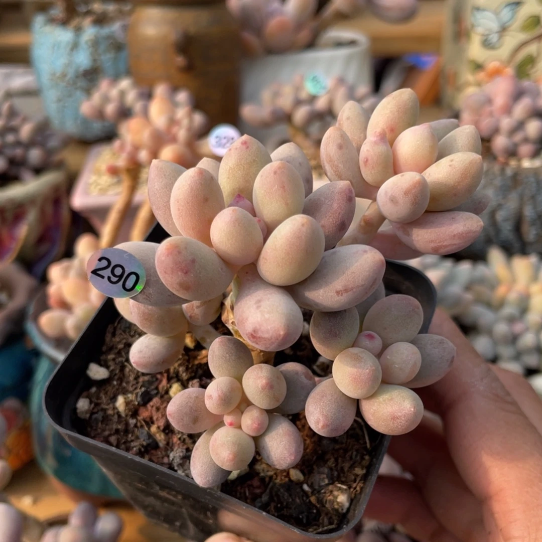 仙子奶酪多肉植物