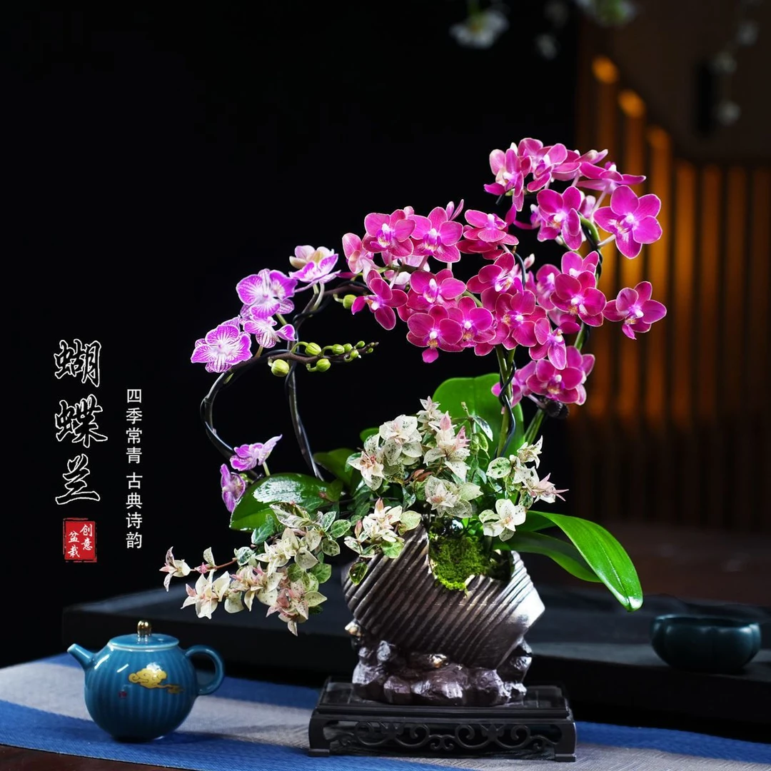 财宝旬日蝴蝶兰盆栽四季常青花卉茶桌面净化空气花办公室内绿植