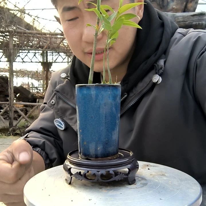小*啾小盆景小植物一物一拍183