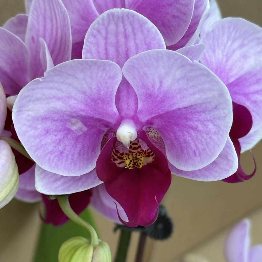 玲泷优选（宝贝2-4）蝴蝶兰花期长好养护