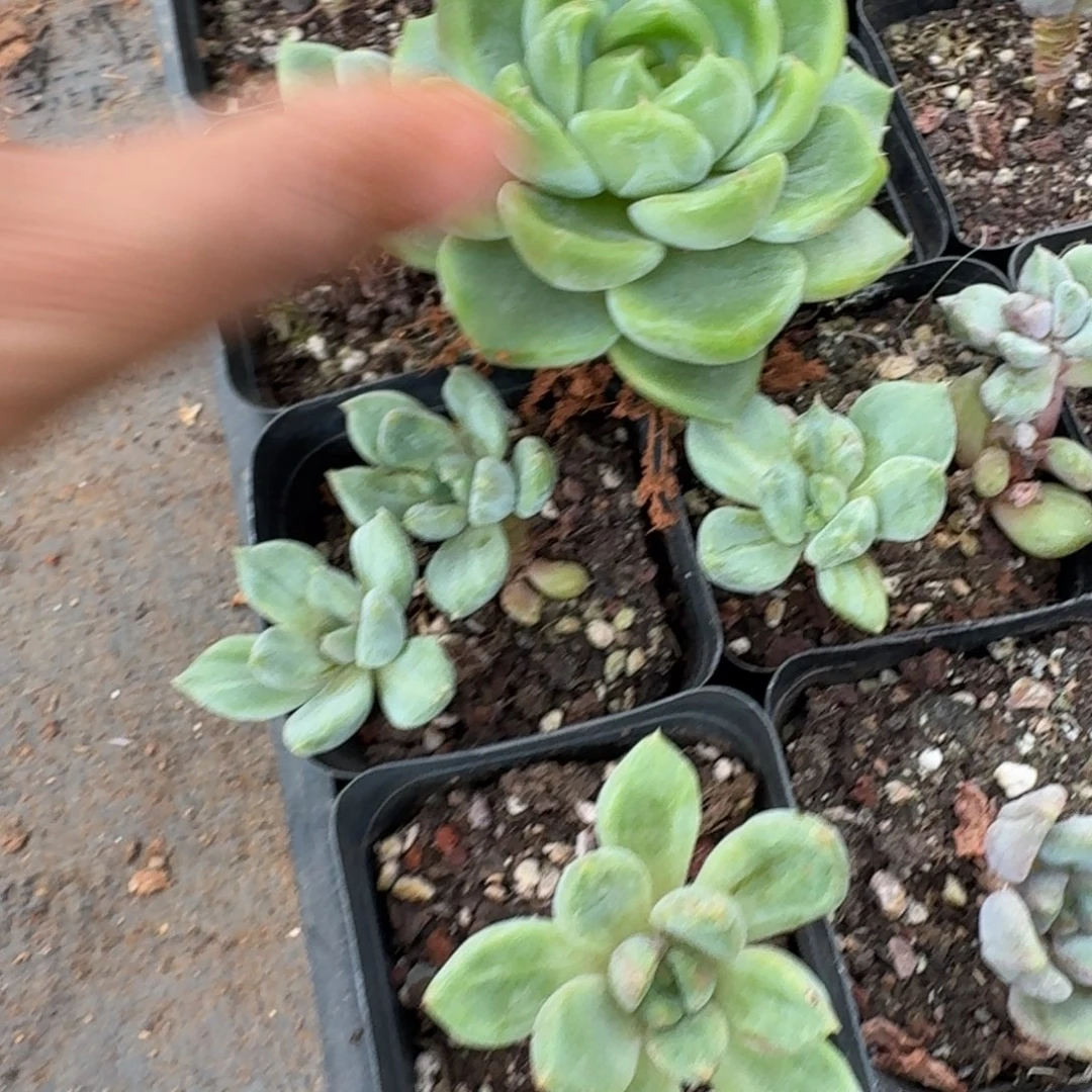 绿翡翠珍妮一颗量拍发货
