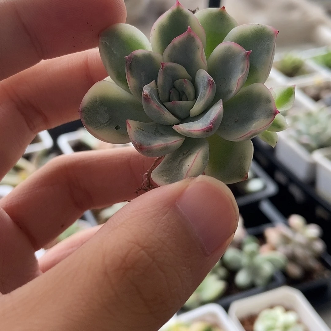 ✨****?多肉多肉多肉