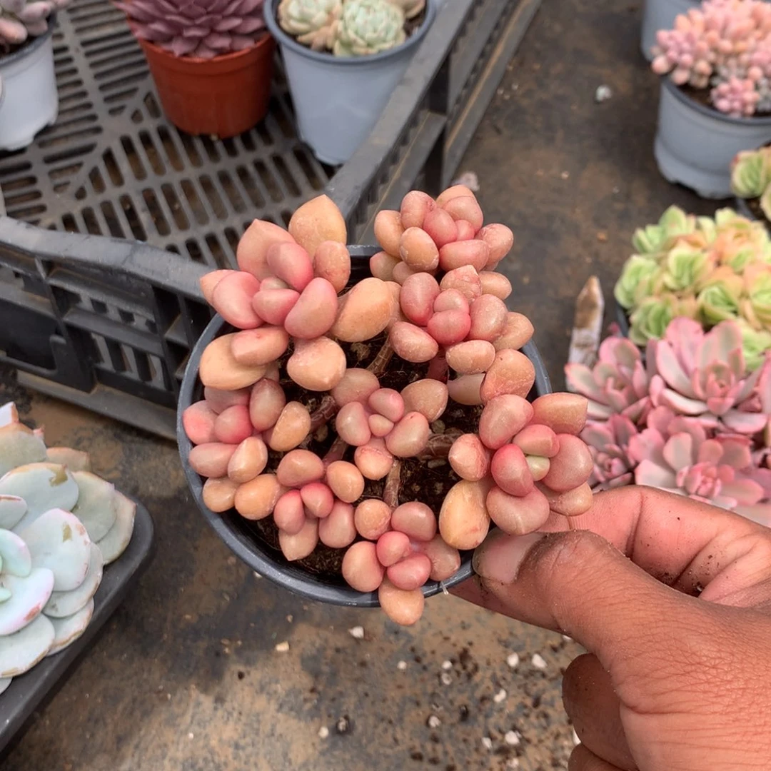 那好你在干什么的嘛啊
