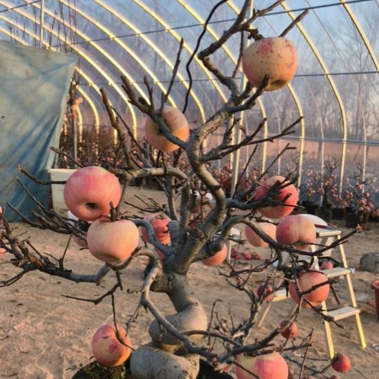 无花朵游龙精品苹果盆景