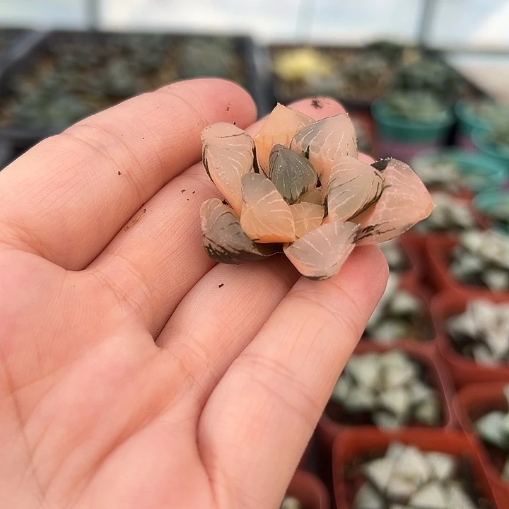 a***3十二卷多肉糯玉露锦