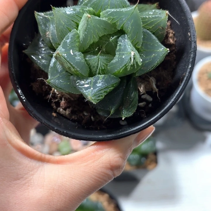 三仙寿胖娃娃多肉植物