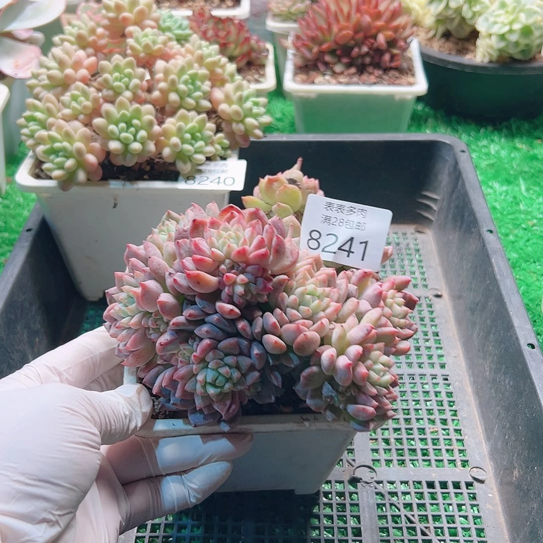 无花朵多肉一物一拍8241