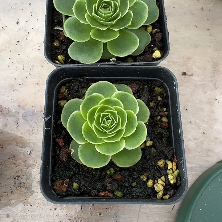 凉***水精品花卉山地玫瑰