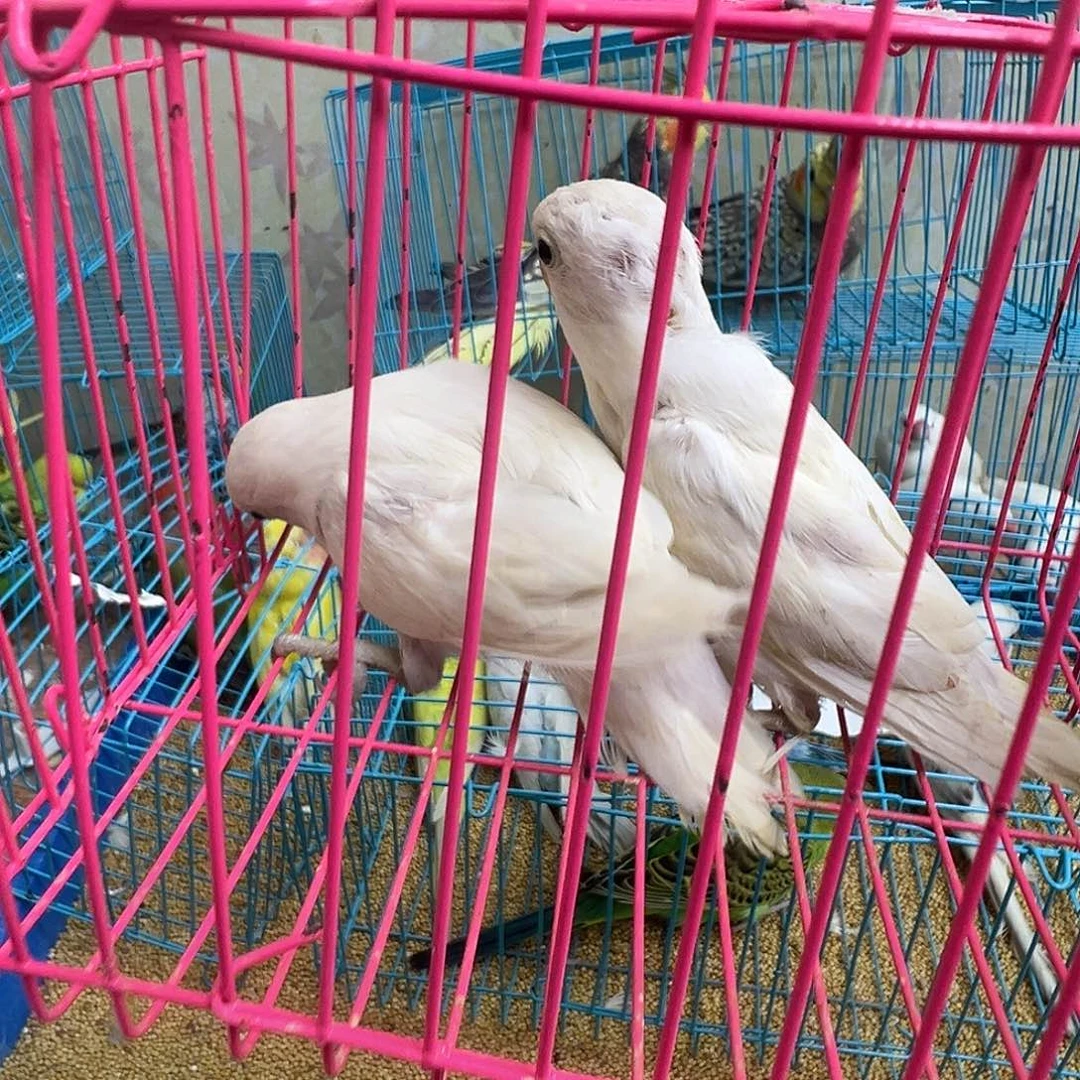 桃脸牡丹鹦鹉白玉两只脚有问题