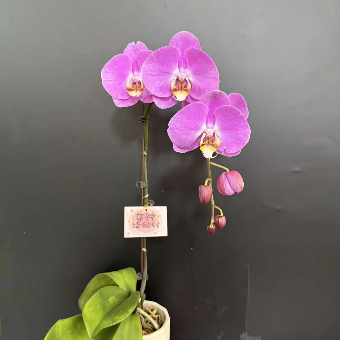 蝴蝶兰《粉宝图》 3.5寸杯 超大花 紫色系高花 室内花卉