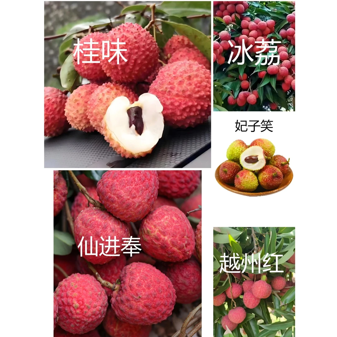 荔枝嫁接苗妃子笑桂味冰荔仙进奉越州红庭院盆栽地栽