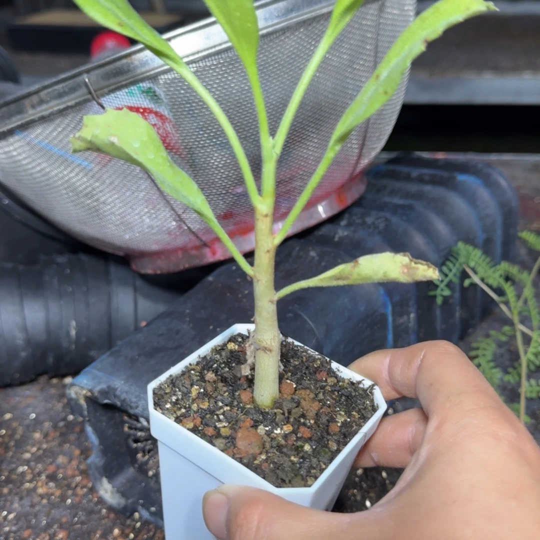 纯种纳米比亚葡萄瓮多肉植物