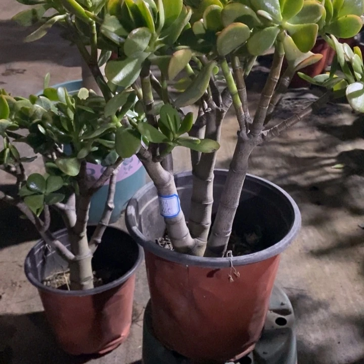 黄金花月一物一拍