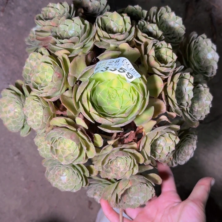 23359南抹茶多肉植物
