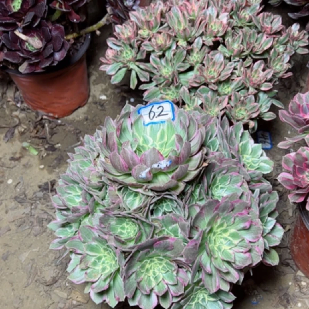 【闪购商品】水蜜桃62