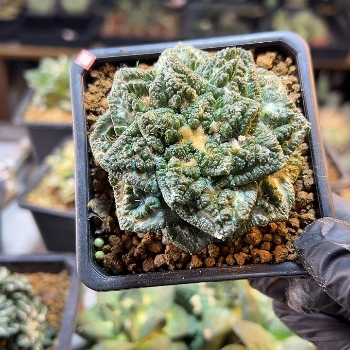 18号自根哥斯拉龟甲7.2公分