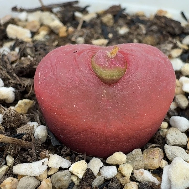 老马生石花2.1吕红233