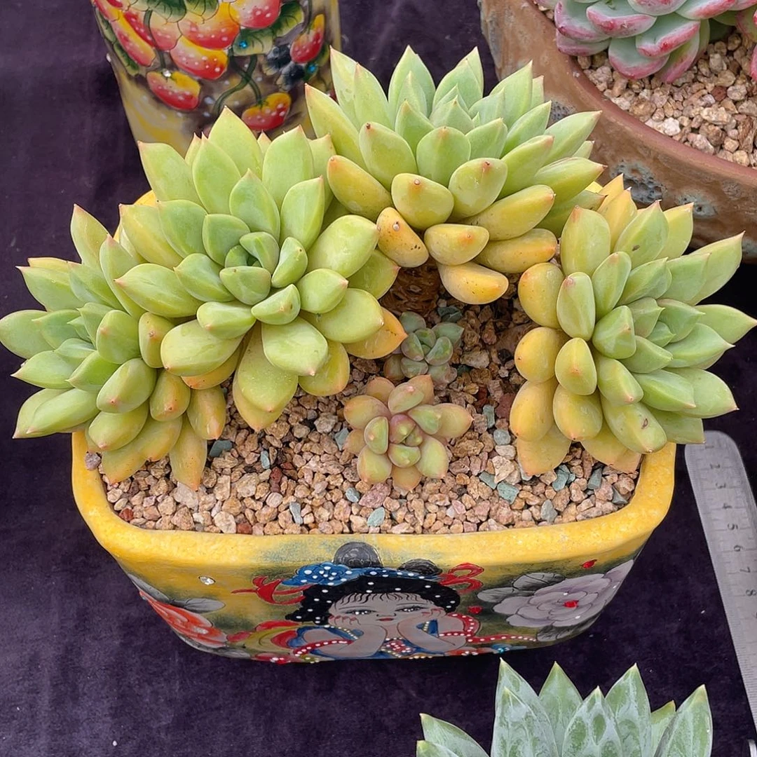多肉植物脱土包邮