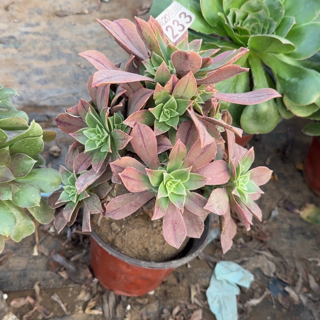 红叶233满20包邮断枝不包