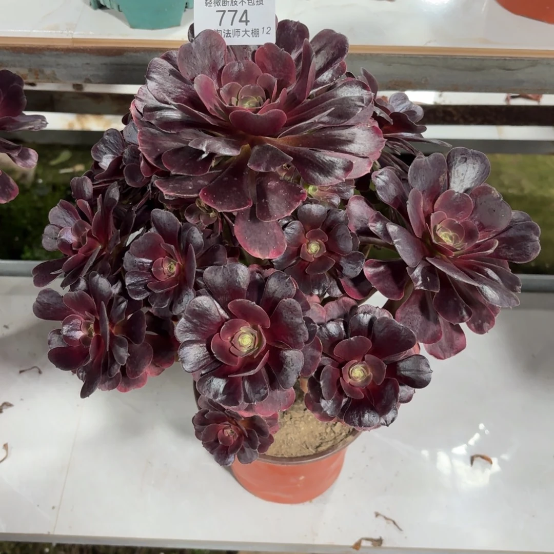 774爱神多肉植物法师