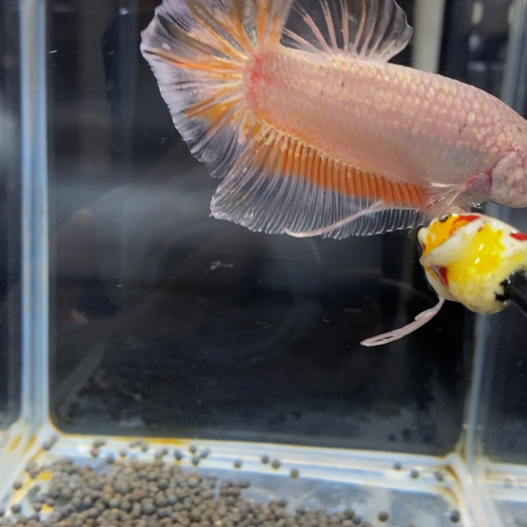 斗鱼295巨斗111111