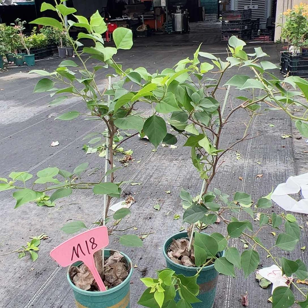 当前无花栽培后可以开花绿樱一颗