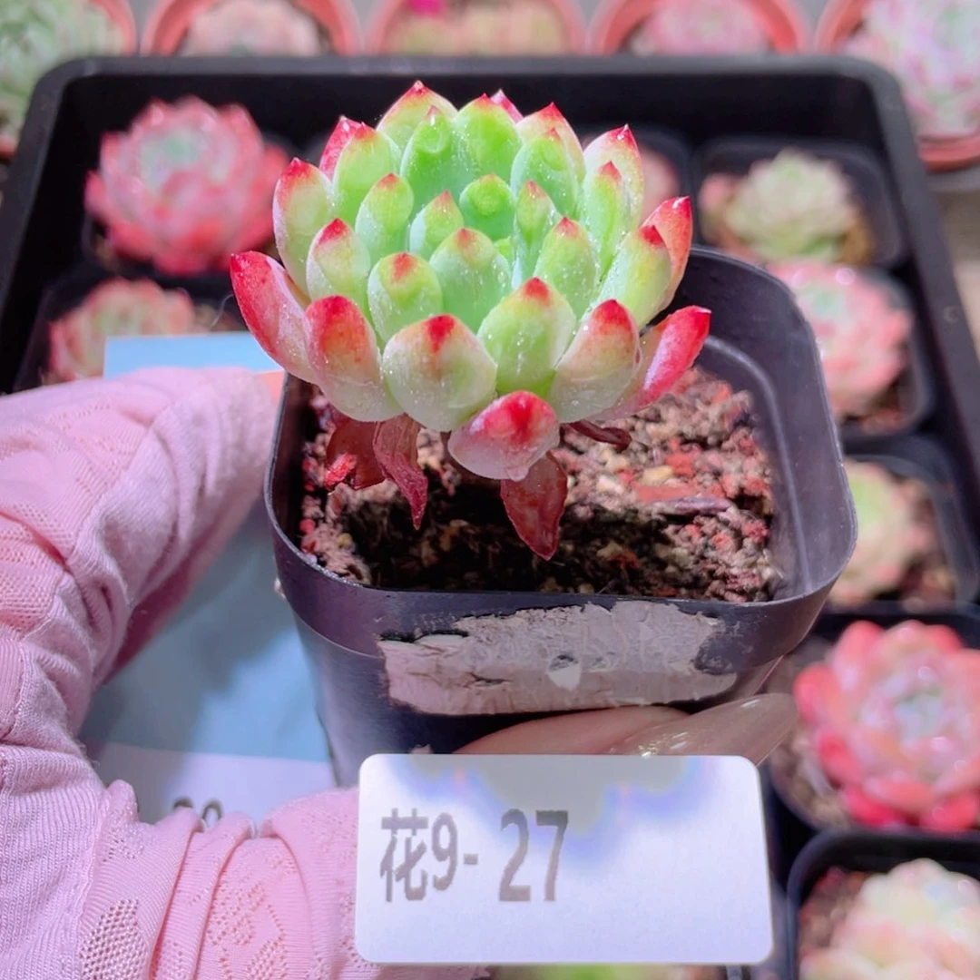 花利美9-27蓝苹果