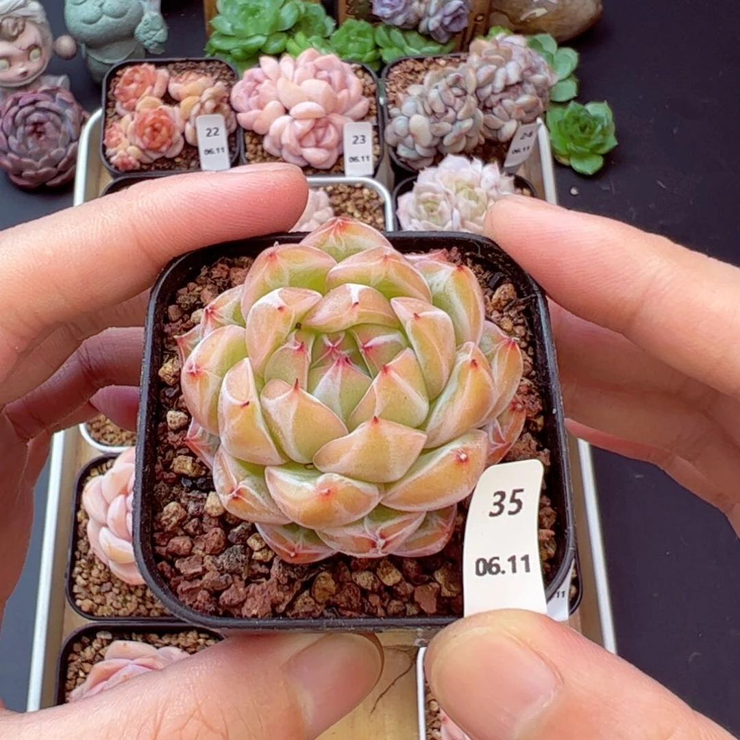 雪花35、哈哈哈哈