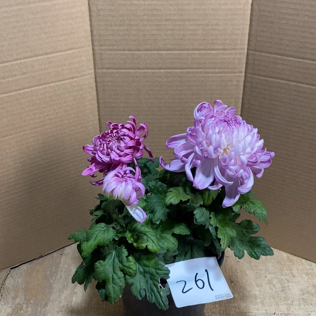 完全开放000000261