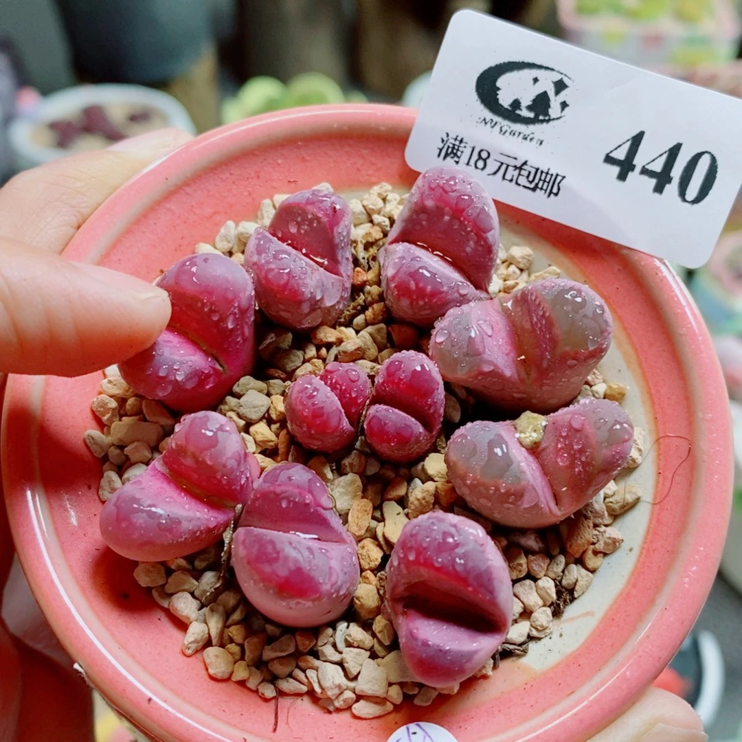 生石花花花花开了440