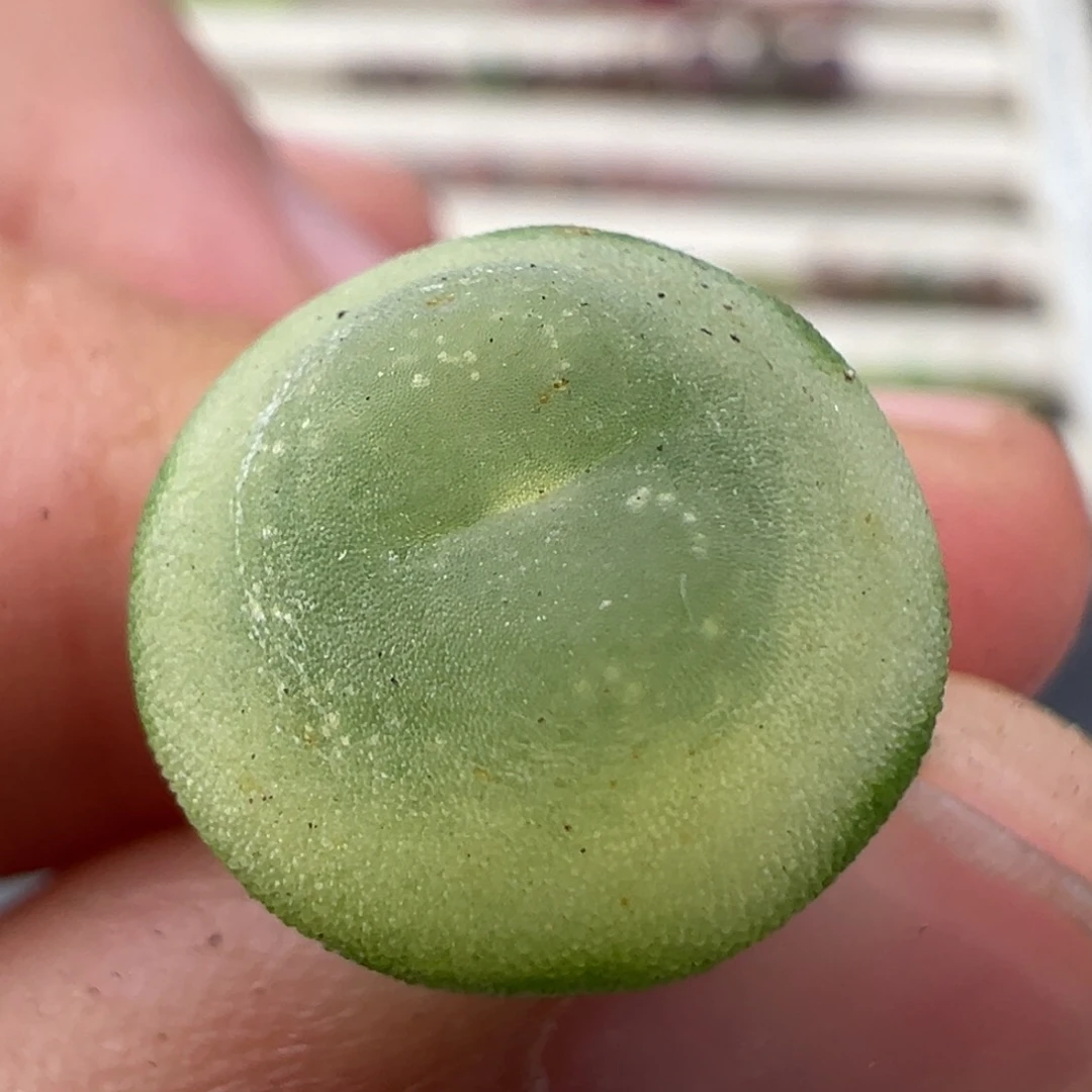 1.3好看的多肉脱土发货250