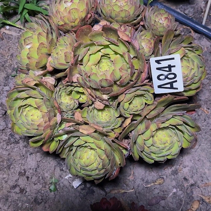 斑斓法师32/—35包邮