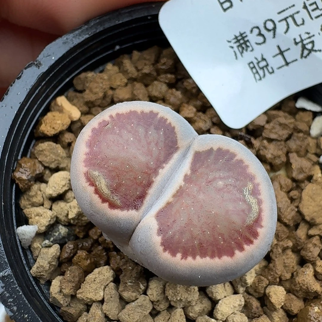 16多肉哈哈哈哈哈哈哈