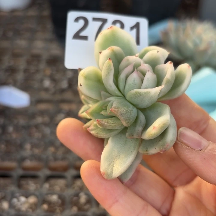 头盖锦无根多肉植物满18包邮