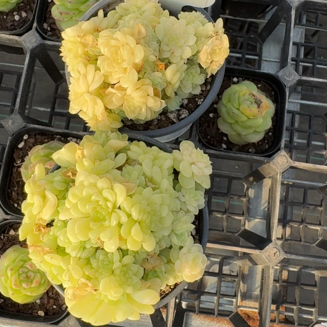 1229-09-麦秆不包整带盆土一颗量拍