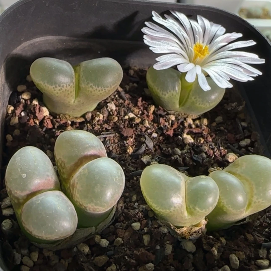 【闪购商品】18594