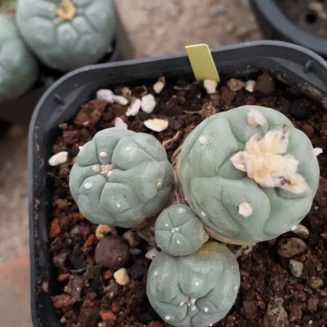 左**品实生福利福利福利