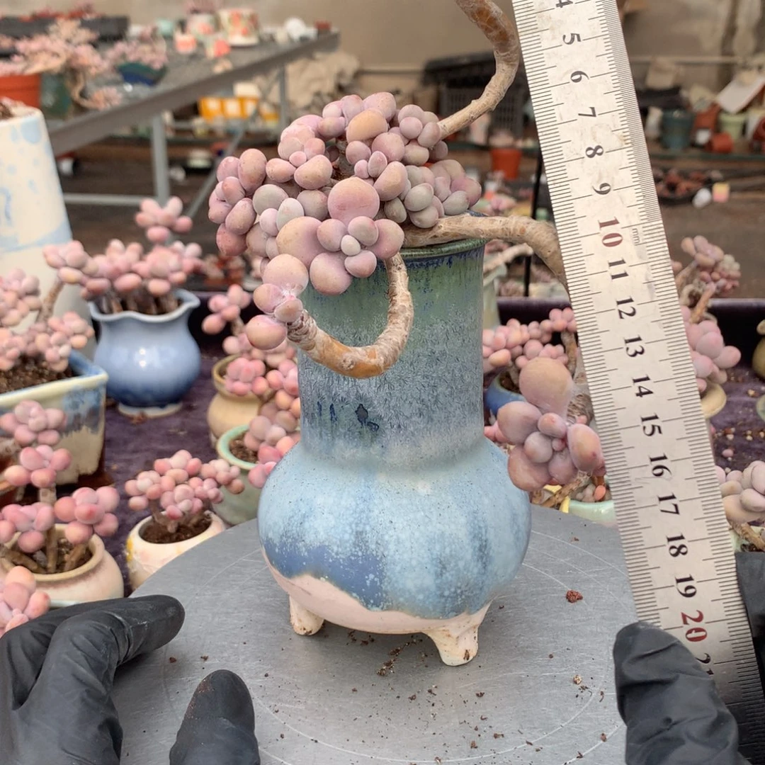 35号不带盆偏远地区不包邮的