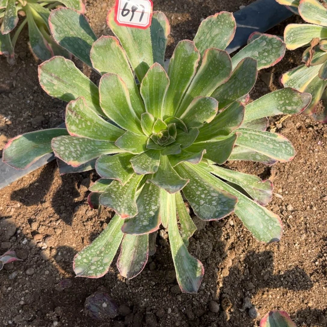 697多肉植物拉丝锦锦