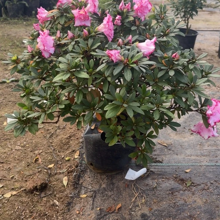 完全开放粉西马杜鹃花