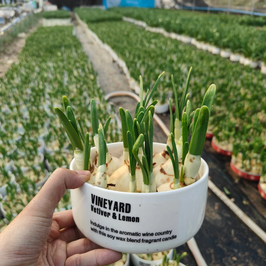 【带芽】下水养护好漳州水仙花带叶浓香花卉盆栽耐寒室内外植物