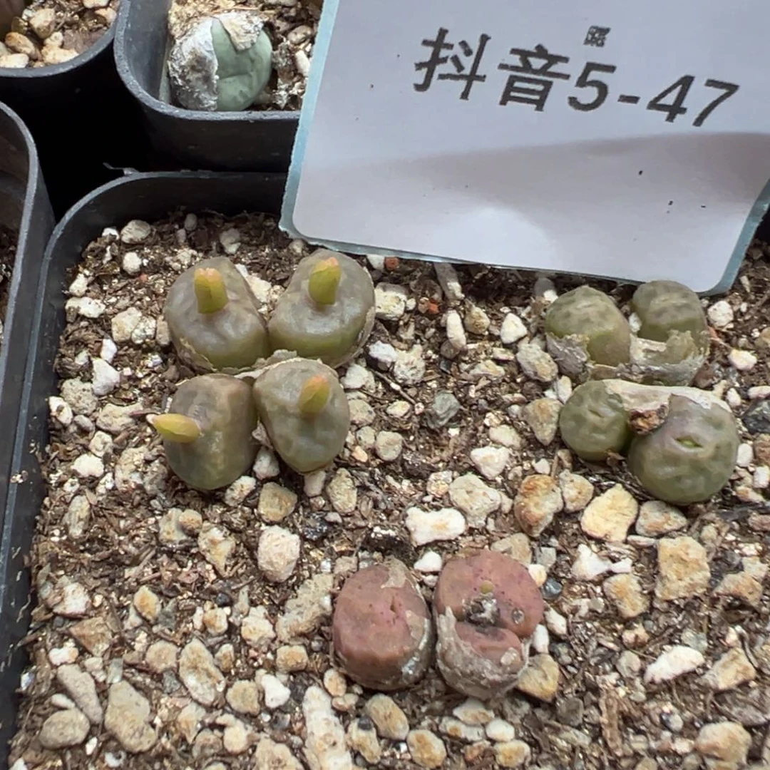 5-47烧麦多肉植物