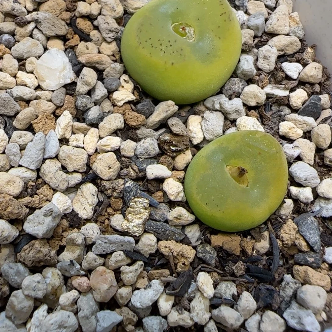 招***猫毛杂水晶鞋多肉植物两颗