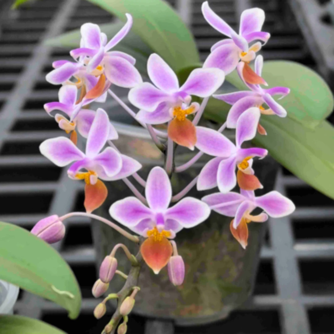 花农杰哥原生种蝴蝶兰直播用链接 SWR21DK橘唇eq