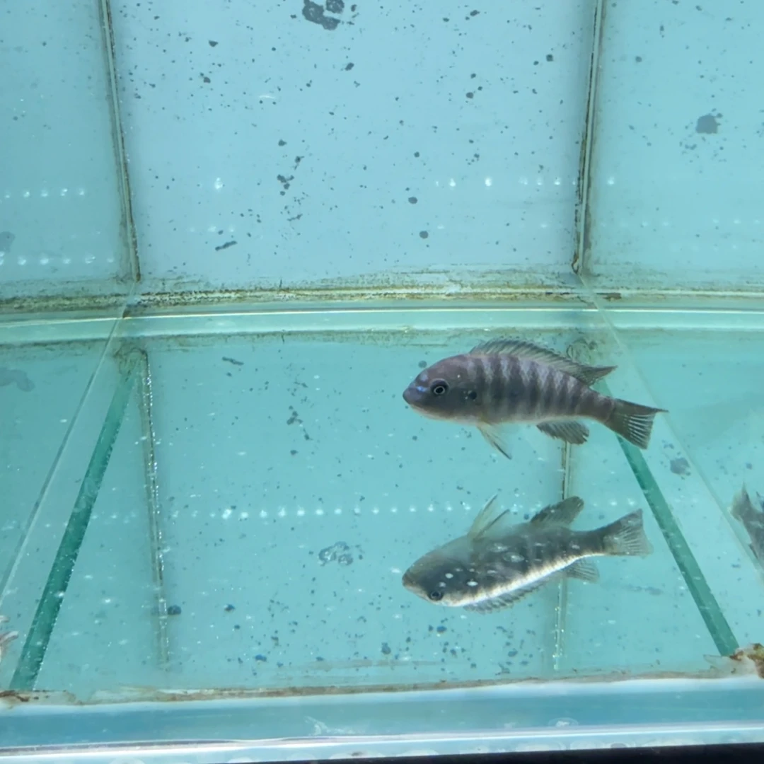 南***湖海水卡丑母鱼632。